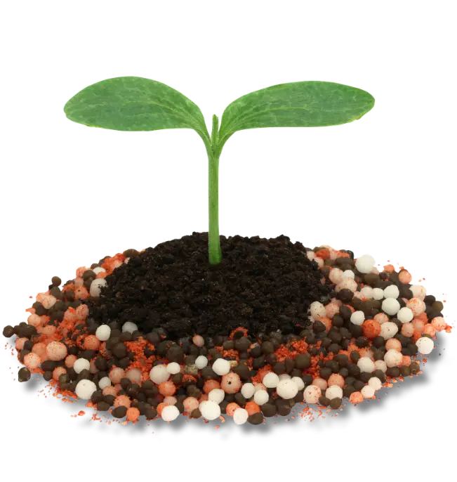 Planta en crecimiento con fertilizante sobre la tierra