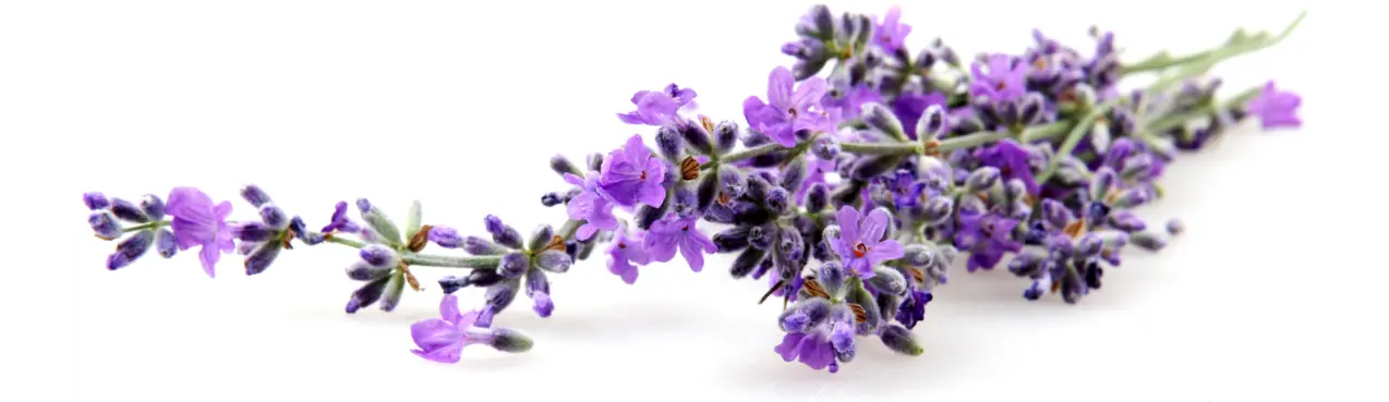 Flores de color violeta