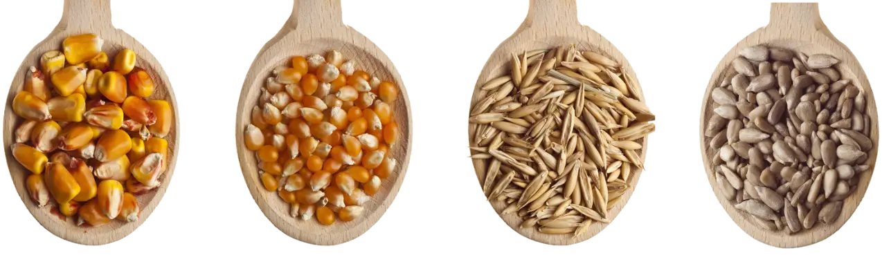 Variedad de semillas puestas en cucharas de madera